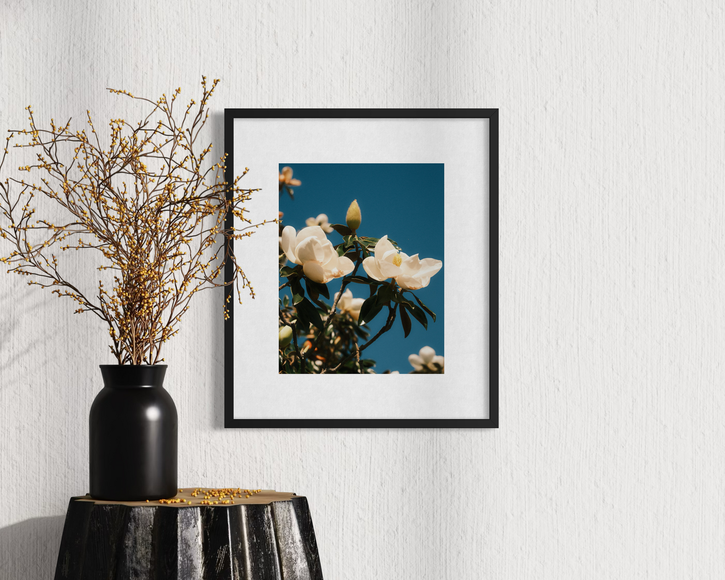 Magnolia Blooms