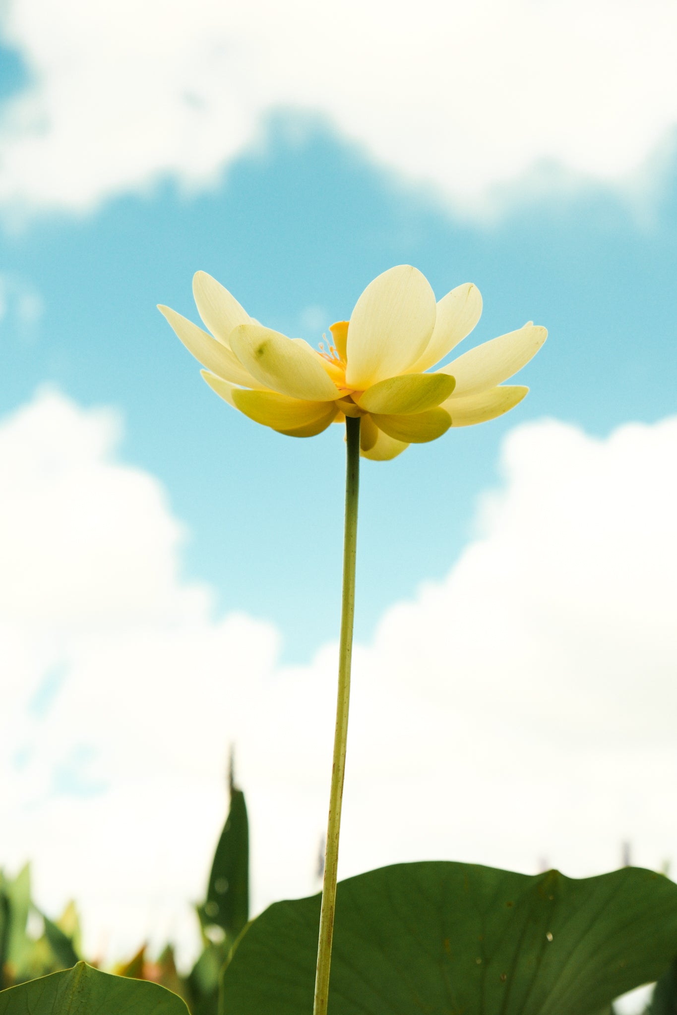 Special Order 3 Pack - Lotus Flowers