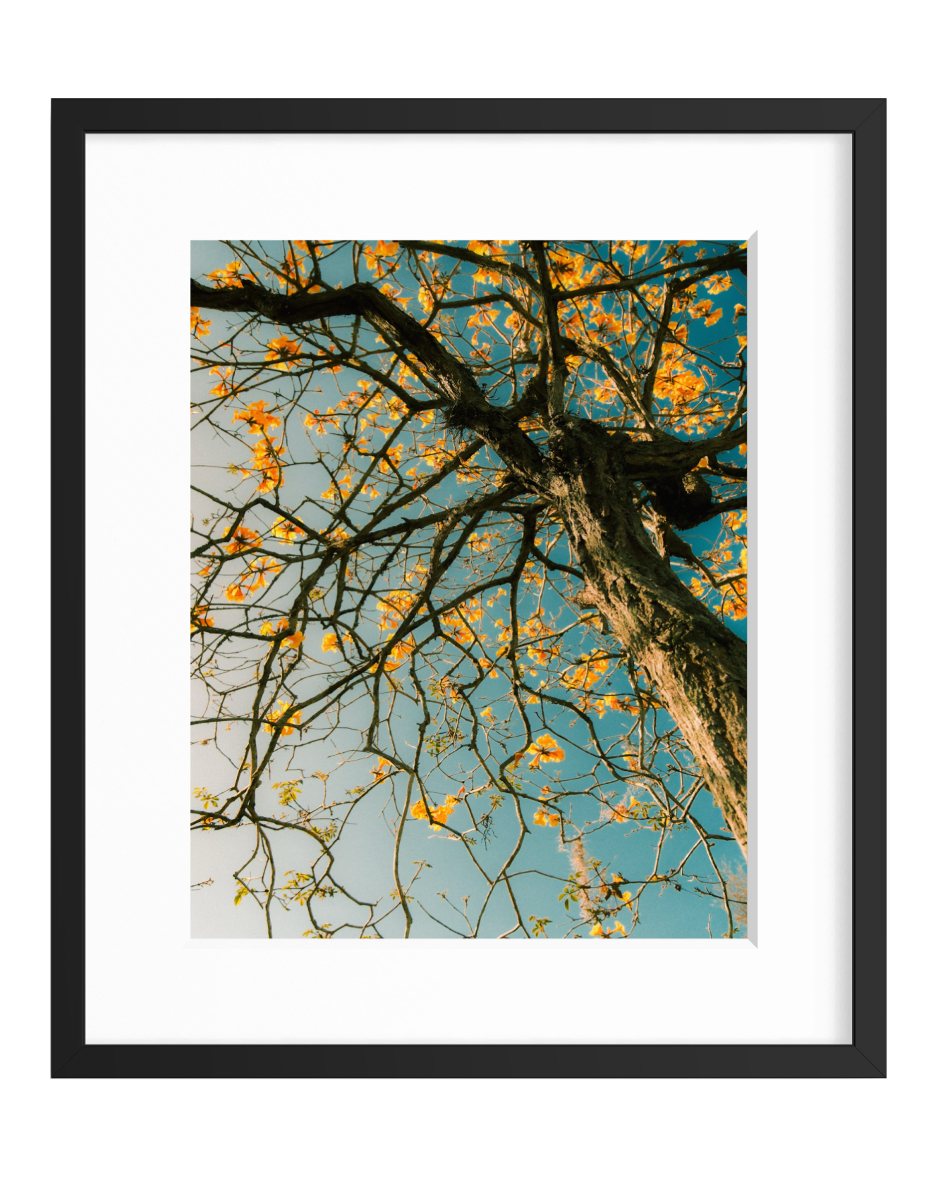 Tabebuia Tree