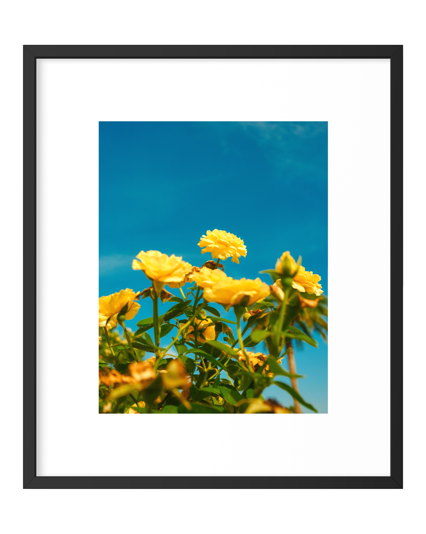 Yellow Rose