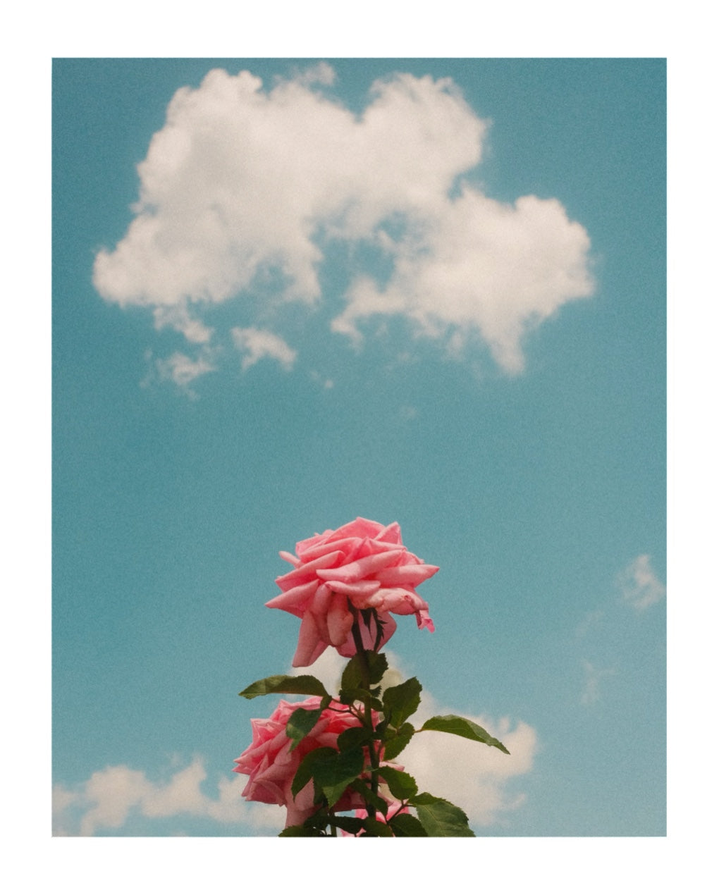 sky blooms #1