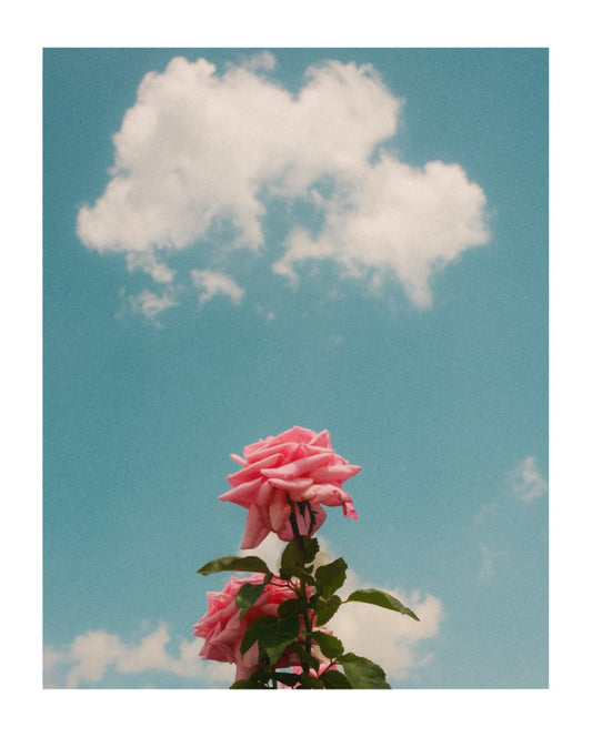 sky blooms #1