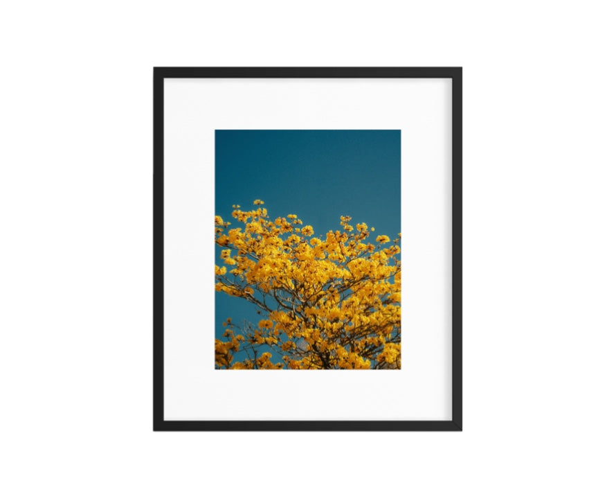 yellow tabebuias