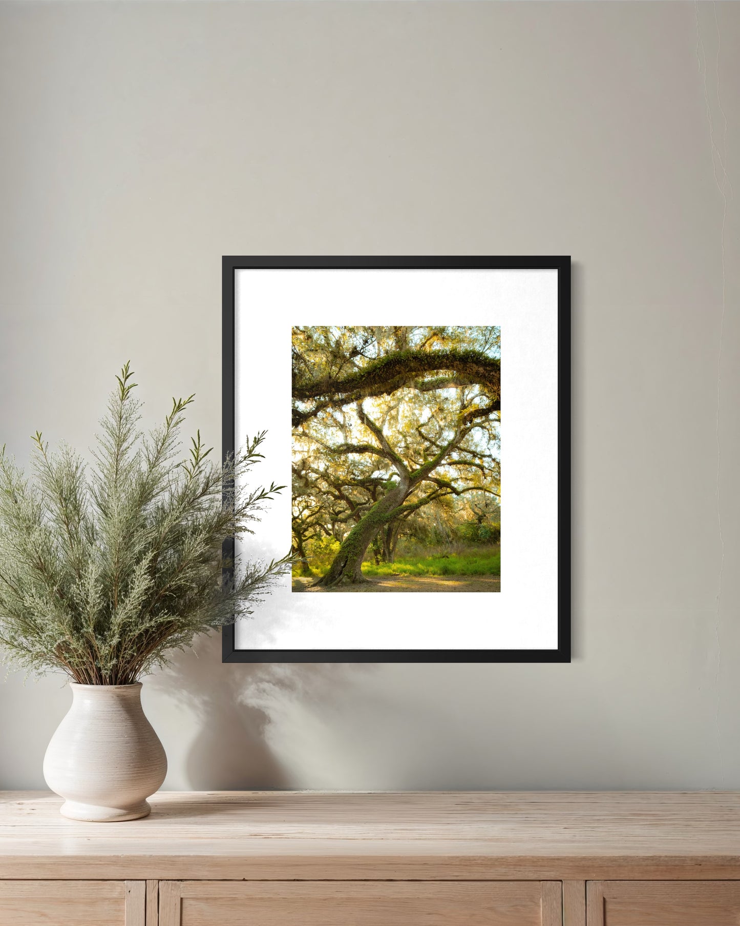Florida oaks