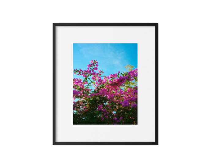 Bougainvillea & Sky