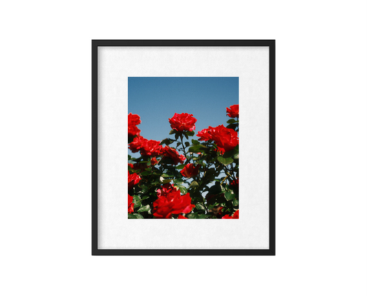 A crimson bouquet