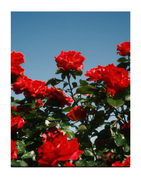 A crimson bouquet