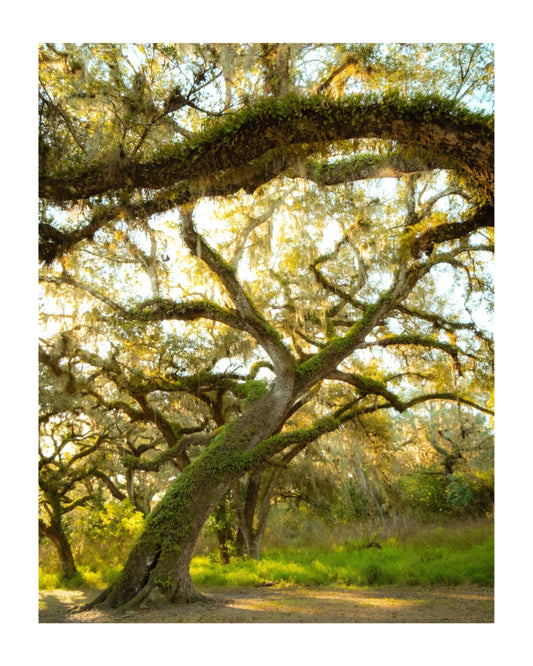 Florida oaks