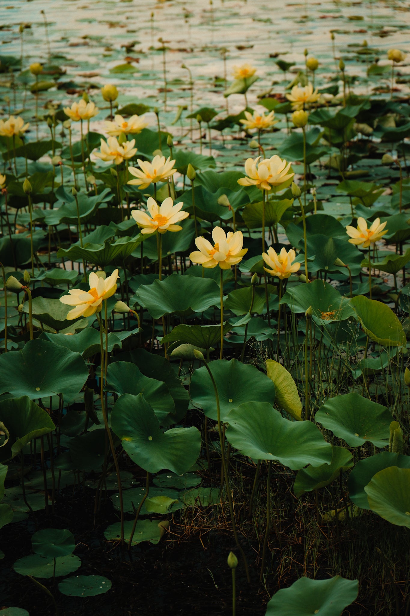 Special Order 3 Pack - Lotus Flowers