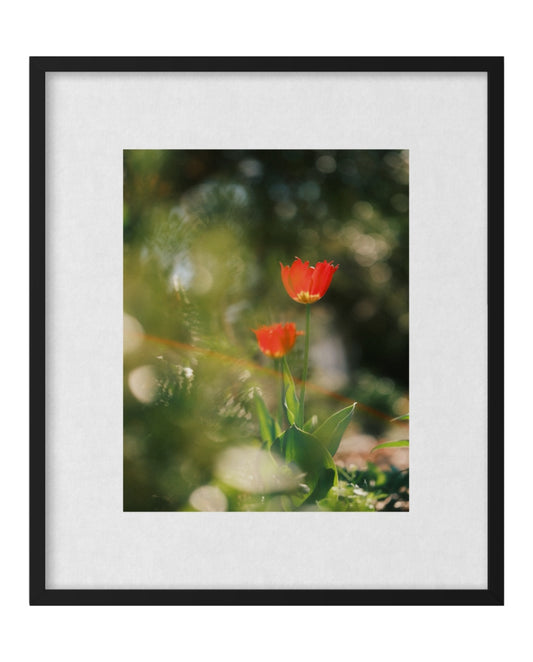 red tulips
