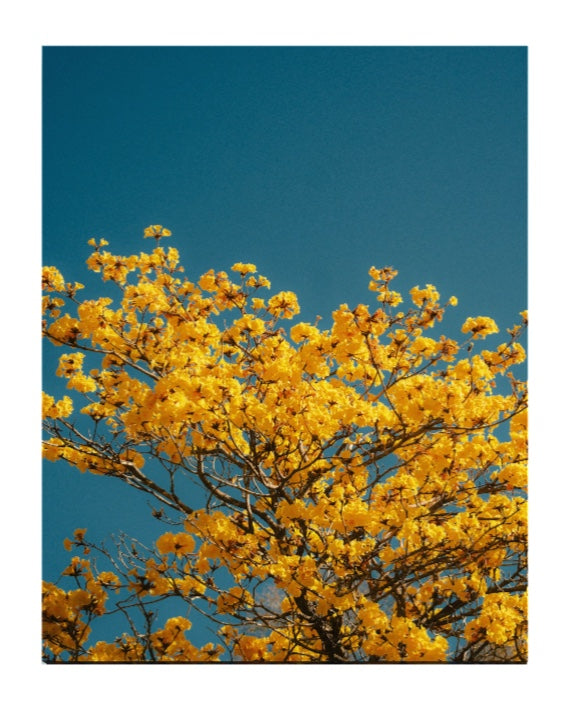 yellow tabebuias