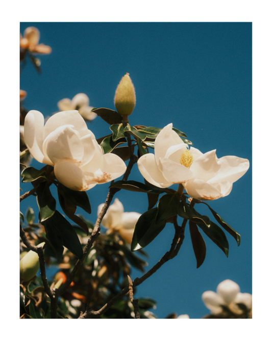 Magnolia Blooms