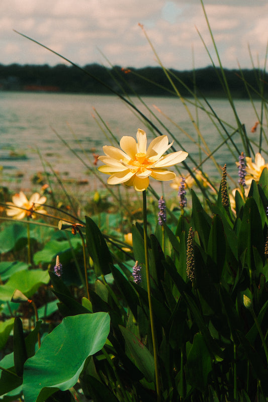 Special Order 3 Pack - Lotus Flowers
