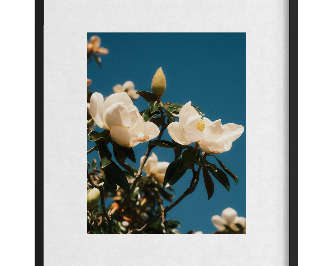 Magnolia Blooms