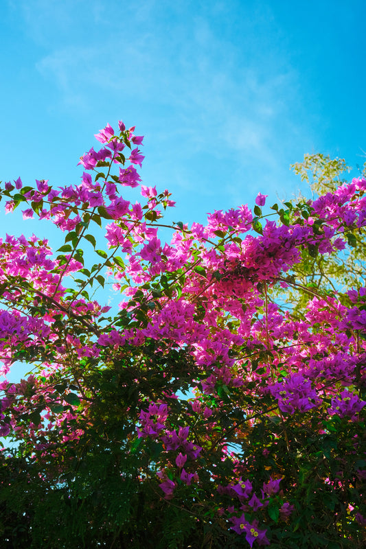 Bougainvillea & Sky