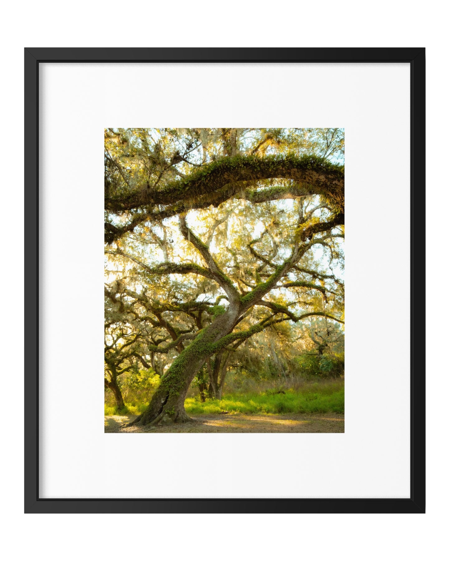 Florida oaks