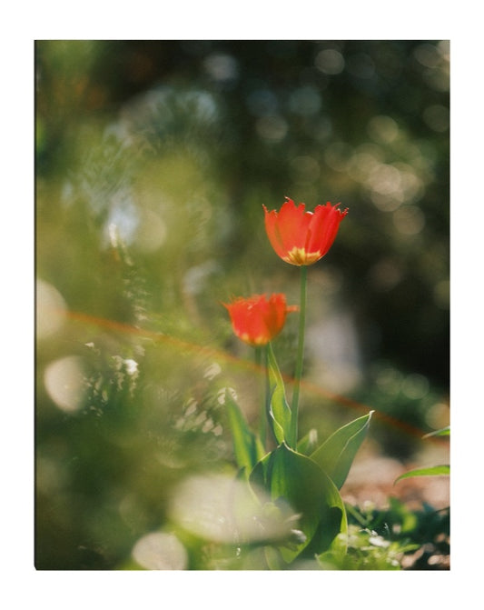 red tulips