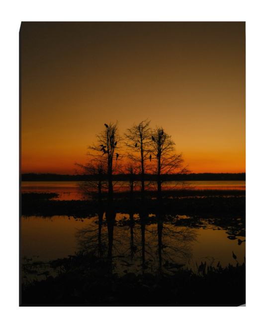 A sunset for the birds