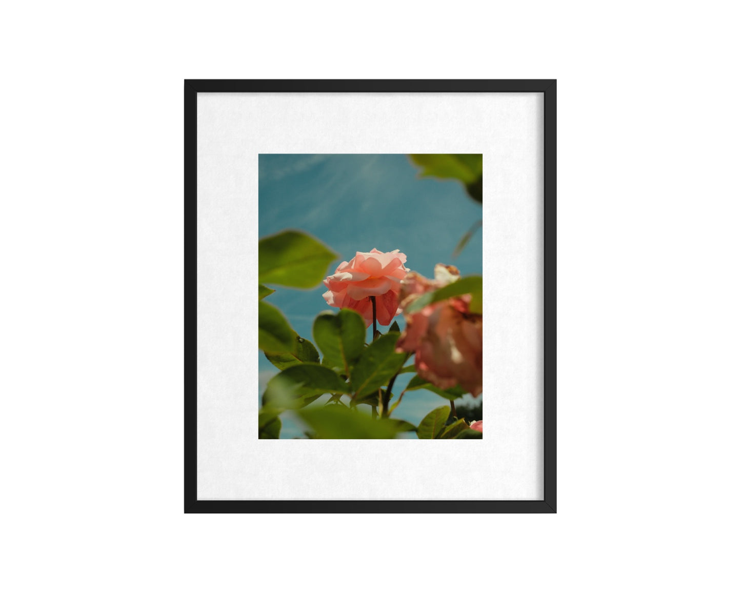 in bloom, pale pink rose