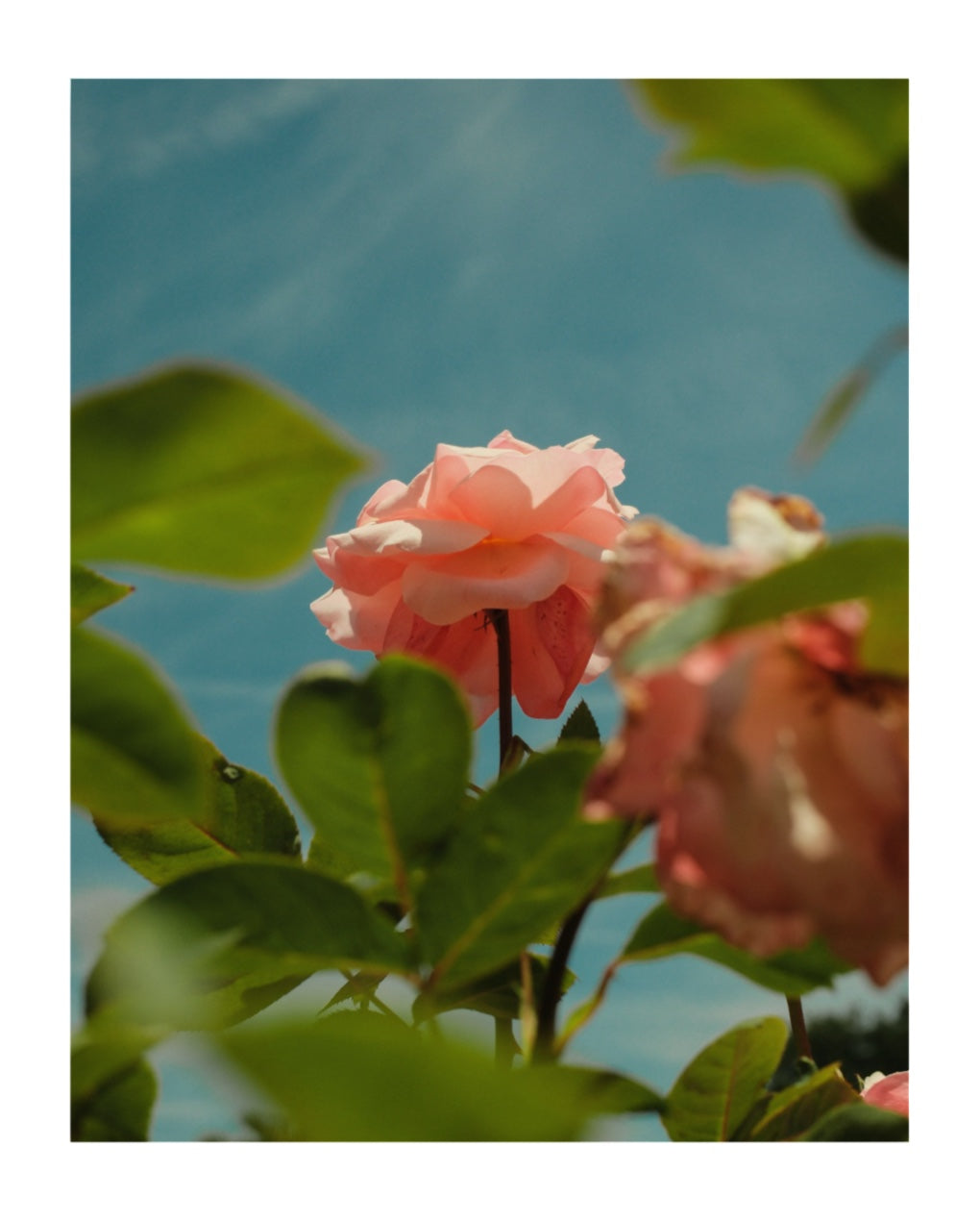 in bloom, pale pink rose