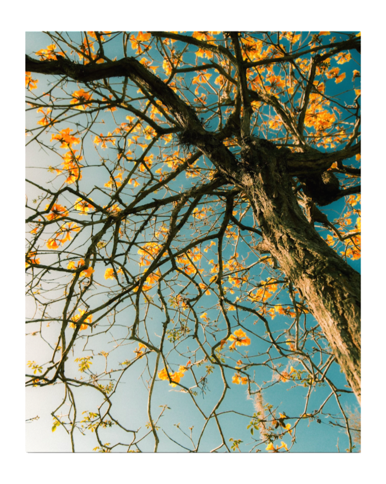 Tabebuia Tree