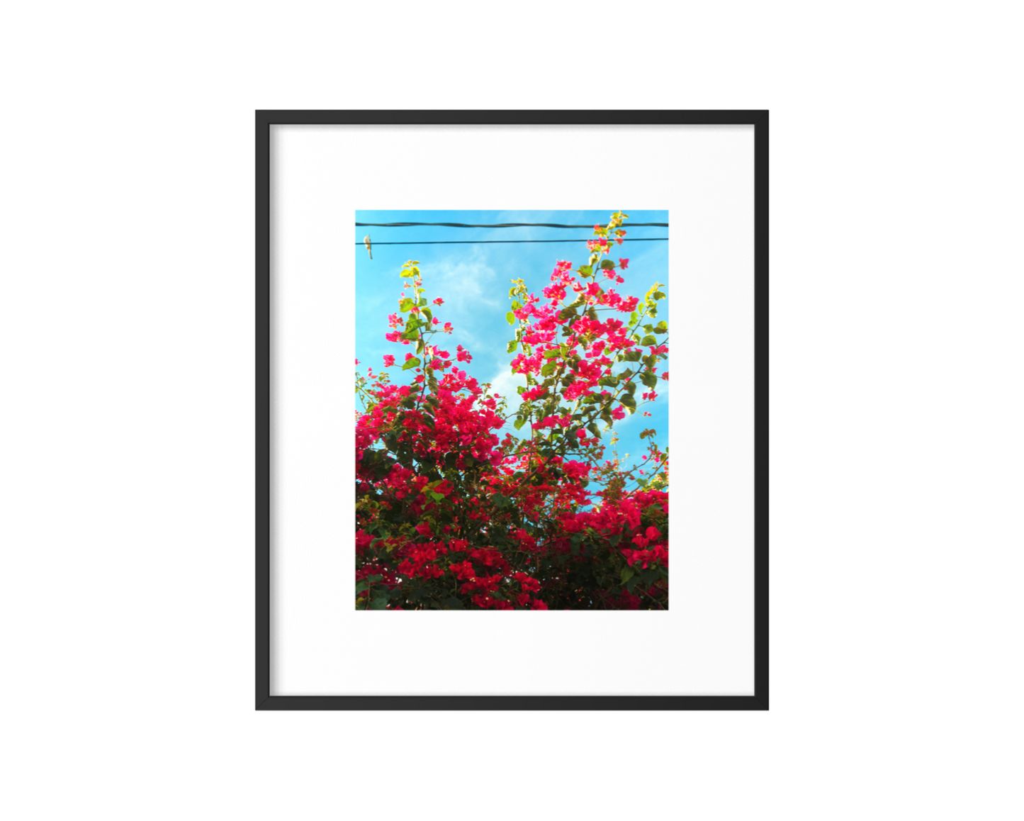 Bird & Bougainvillea