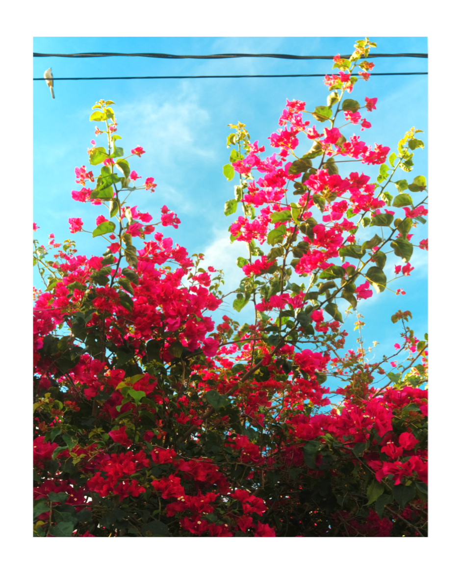 Bird & Bougainvillea