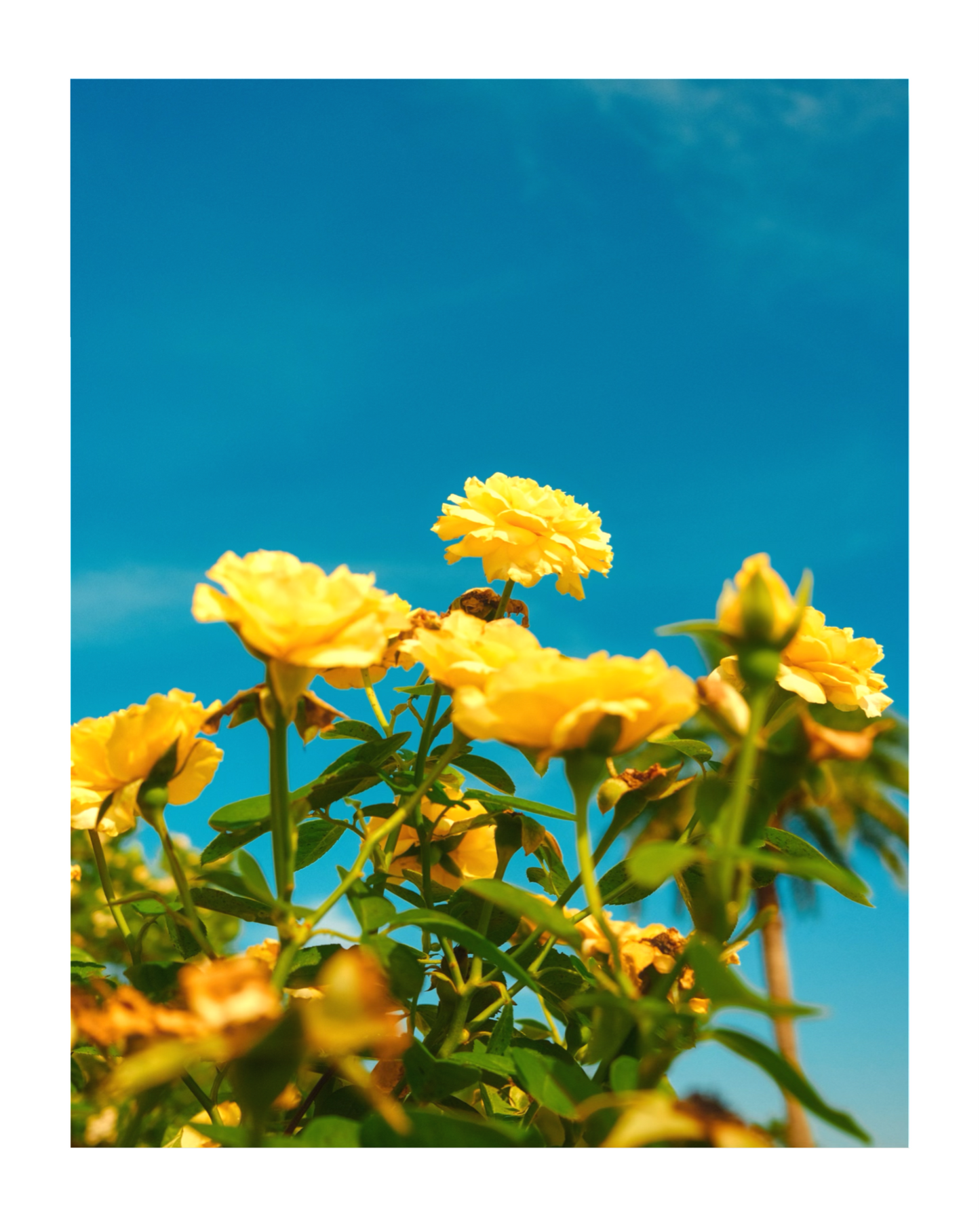 Yellow Rose