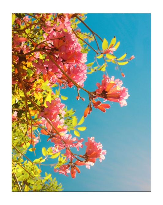 Vibrancy